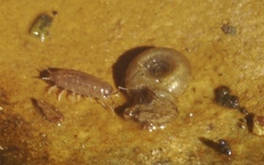 Bathyomphalus contortus