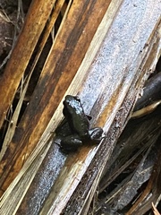 Mannophryne trinitatis