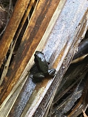 Mannophryne trinitatis