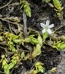 Stellaria humifusa