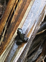 Mannophryne trinitatis