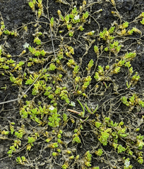 Stellaria humifusa