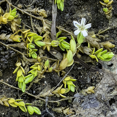 Stellaria humifusa