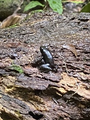 Mannophryne trinitatis