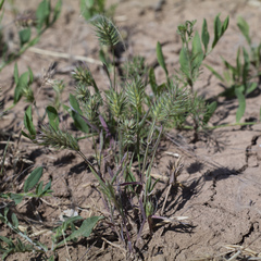 Eremopyrum orientale
