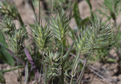 Eremopyrum orientale