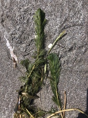 Myriophyllum aquaticum