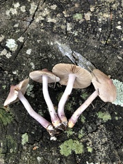 Inocybe lilacina