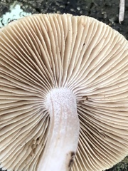 Inocybe lilacina