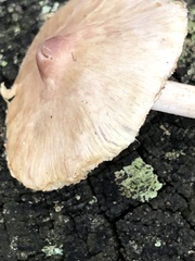 Inocybe lilacina
