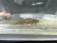 Etheostoma lepidum