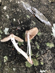 Inocybe lilacina