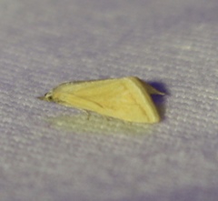 Microtheoris