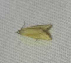 Microtheoris