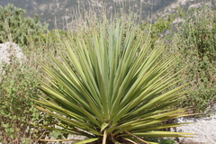 Yucca madrensis
