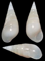 Melanella