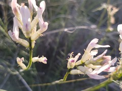 Astragalus conjunctus