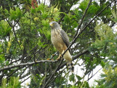 Rupornis magnirostris