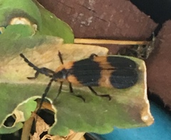 Calopteron discrepans