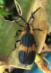 Calopteron discrepans