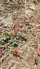 Monardella macrantha