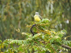 Tyrannus melancholicus