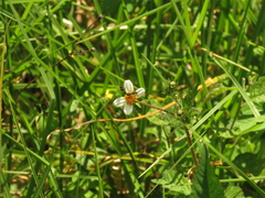Caenohalictus