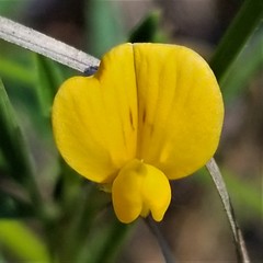 Stylosanthes biflora