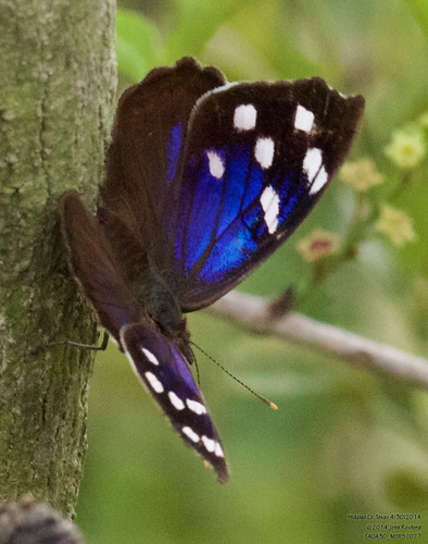 Florida Purplewing photo 5