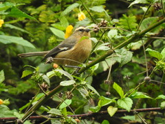 Conirostrum cinereum