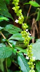 Gonzalagunia dicocca