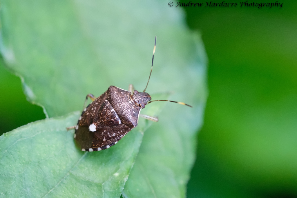 Tolumnia