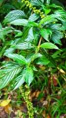 Gonzalagunia dicocca