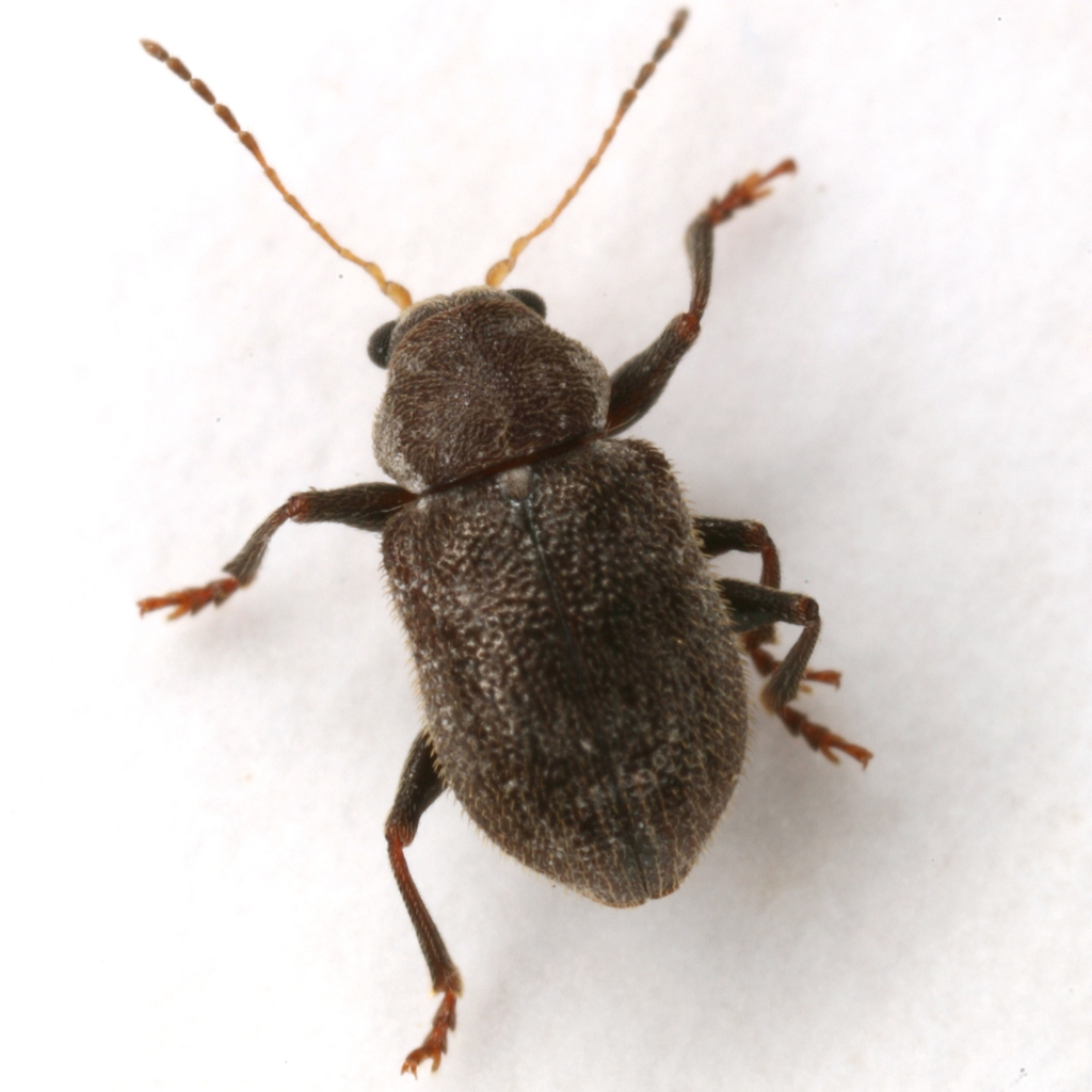 Texas Black Xanthonian