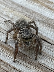 Habronattus decorus