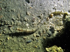 Syngnathidae