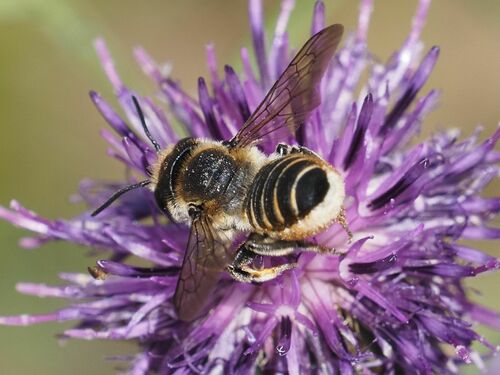 Megachile pilicrus