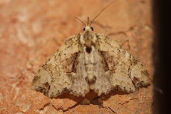 Tamba conscripta