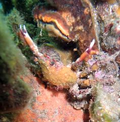 Schizophrys rufescens