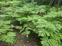 Pteridium aquilinum image