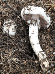 Agaricus didymus