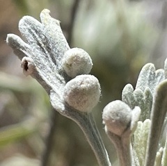 Rhopalomyia hirtibulla