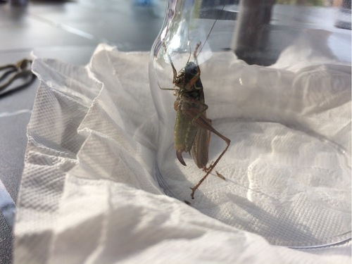 Roesel's Bush-cricket, Limburg, NL, photo 8 of 10