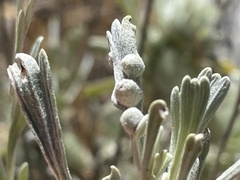 Rhopalomyia hirtibulla