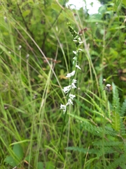 Spiranthes lacera