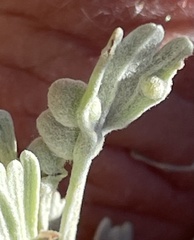 Rhopalomyia hirtibulla