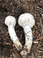 Agaricus didymus