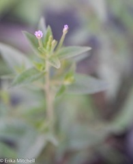 Epilobium strictum