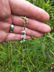 Spiranthes lacera