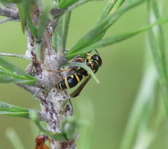 Parancistrocerus fulvipes